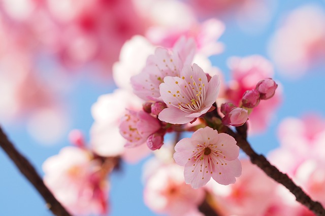 ＷｅＣｈａｔ Ｐａｙでお花見の商機を逃すな！中国人が日本の桜に憧れる理由。